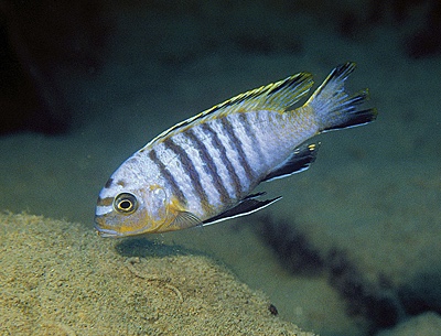 Maylandia nigrodorsalis 'Thundu'